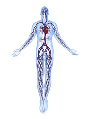 Obraz na płótnie Canvas Anatomie mit Herz - Kreislaufsystem