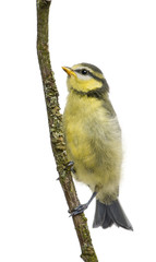 Blue Tit, 23 days old, perching on branch