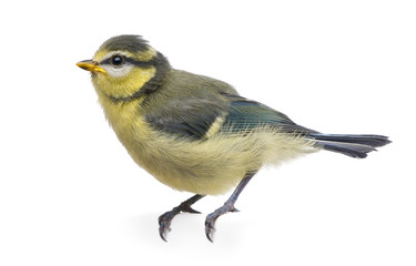 Fototapeta premium Blue Tit, 23 days old, perched against white background