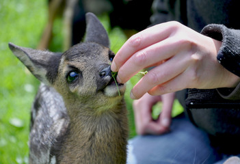 Rehkitz frisst aus Hand © pegasosart