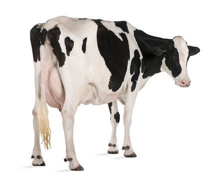 Holstein cow, 5 years old, standing against white background