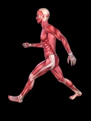 Modell - männliche Muskulatur