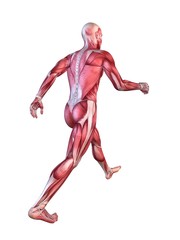 Muskulatur eines Läufers