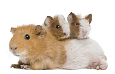 Mother Guinea Pig and her two babies against white background