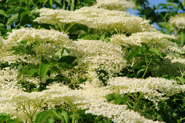 Holunder Blüte - elder flower 15