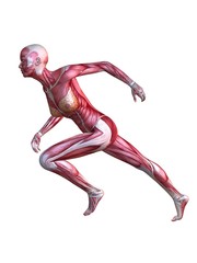 Muskelaufbau - Anatomie