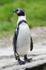 Naklejka premium Humboldt Penguin