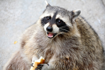 raccoon eats bread piece. Zoo.