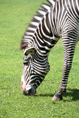 Fototapeta na wymiar Zebra against green grass. Close up.