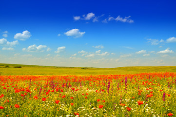 Poppies field