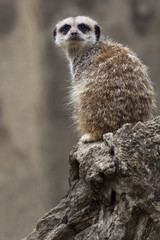 Fototapeta premium meerkat looking round