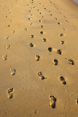 Foot prints in the sand, India.