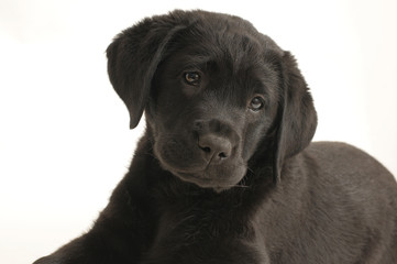 LABRADOR