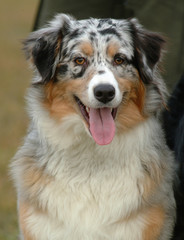 AUSTRALIAN SHEPHERD