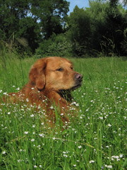 Golden Retriever-Portrait