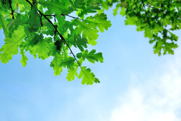 Naklejka premium Green oak leaves