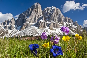 Deurstickers Bergblumen in den Dolomiten © Hans und Christa Ede
