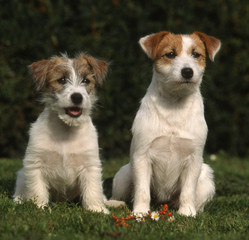 couple de jack russell terrier