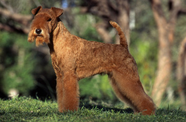 lakeland terrier