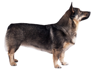 Vasgotaspet,race de chien rare, de profil