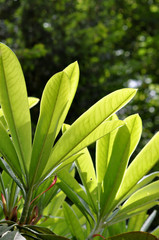 Obraz premium Grüne Blätter