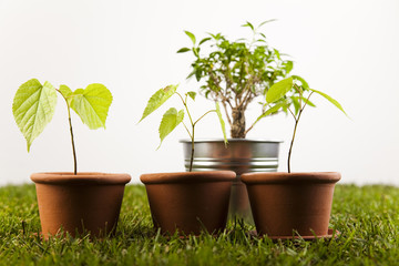 Plants