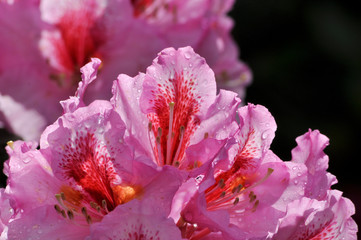 Rhododendron