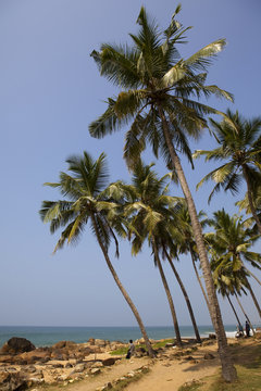 Tropical palm trees India.