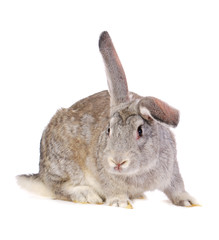 Grey rabbit