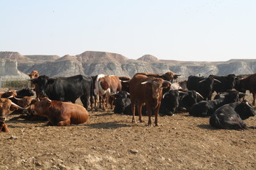 Ganaderia de reses bravas en Arguedas, Navarra, España.