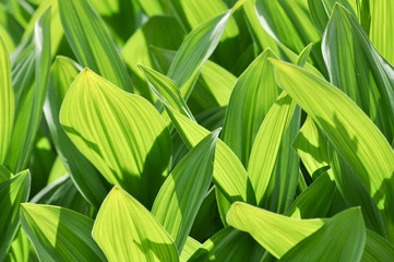 Obraz premium Maiglöckchen