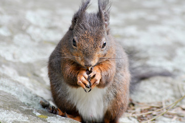 Fototapeta premium Eichhörnchen