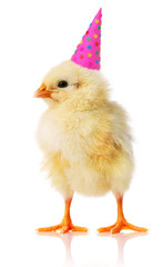 Yellow chicken with a birthday hat on