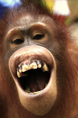 Laughing orangutan