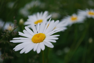 Fototapeta premium Blumenwiese Margerite