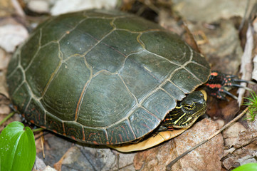 Eastern painted turtle - juvenile