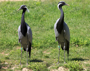 couple de grue de numidie