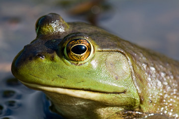 Green frog head side on