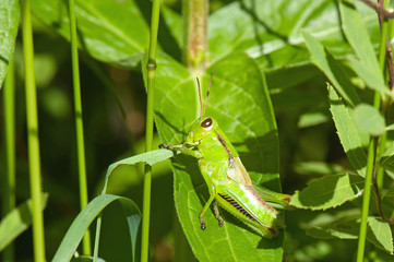 Grasshopper