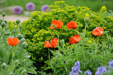 Rote BLumen