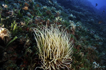 anemone
