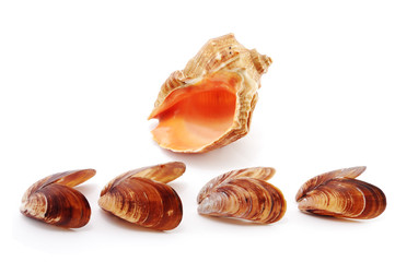 Seashells