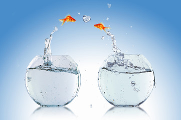 Goldfish jump