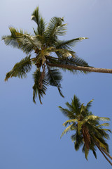 Obraz na płótnie Canvas Palm trees with blue sky