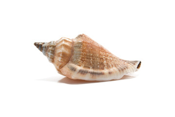 sea shell