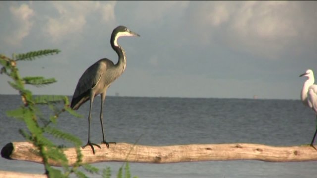 uccelli nel lago Vittoria
