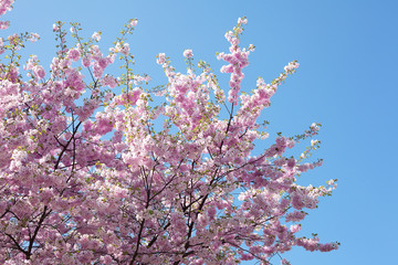 sakura against the blue sky