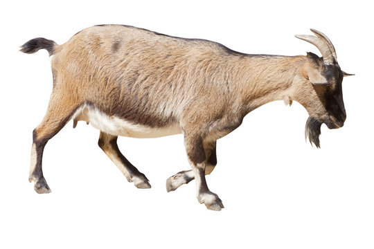 ch&egrave;vre