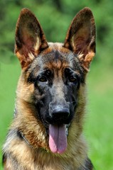 german shepherd