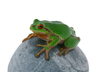Frosch